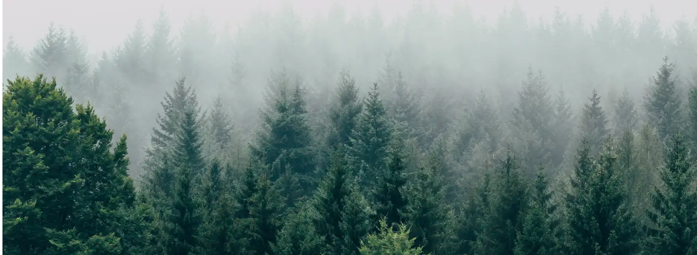 Mask-Group-16 A forest of evergreen trees, shrouded by a low-hanging fog